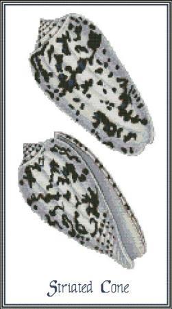 (image for) Shell Striated Cone